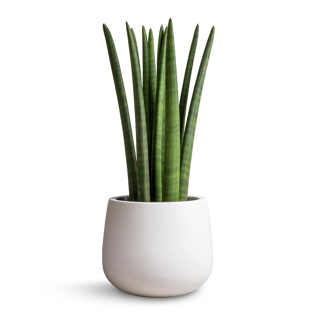 Kevan Essentials Plant Pot - Matt White 2 Kevan Essentials Plant Pot - Matt White - Image 2