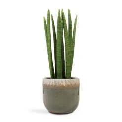 Tarra Plant Pot - Forest 31 Tarra Plant Pot - Forest -Indoor Plant Store Sansevieria cylindrica Straight Cylindrical Snake Plant 17x60cm Tarra Plant Pot Forest 23x20cm