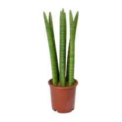 Sansevieria Cylindrica Straight - Cylindrical Snake Plant -Indoor Plant Store Sansevieria cylindrica Straight Cylindrical Snake Plant 45cm