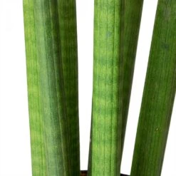 Sansevieria Cylindrica Straight - Cylindrical Snake Plant -Indoor Plant Store Sansevieria cylindrica Straight Cylindrical Snake Plant Stems
