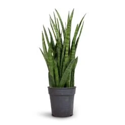 Sansevieria Kirkii - Star Sansevieria 28 Sansevieria Kirkii - Star Sansevieria -Indoor Plant Store Sansevieria kirki Star Sansevieria