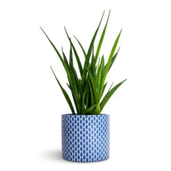 Lazzaro Plant Pot - Navy Garland -Indoor Plant Store Sansevieria kirkii Star Sansevieria 12x40cm Lazzaro Plant Pot Navy Garland 15x13cm