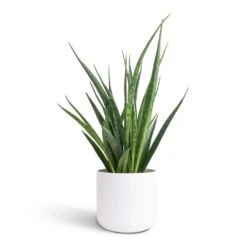 Sansevieria Kirkii - Star Sansevieria 33 Sansevieria Kirkii - Star Sansevieria -Indoor Plant Store Sansevieria kirkii Star Sansevieria 12x40cm Lisbon Plant Pot White 13x13cm