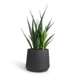 Sansevieria Kirkii - Star Sansevieria 39 Sansevieria Kirkii - Star Sansevieria -Indoor Plant Store Sansevieria kirkii Star Sansevieria 12x40cm Patt Plant Pot Black Washed 17x14cm