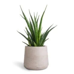 Patt Plant Pot - Grey Washed -Indoor Plant Store Sansevieria kirkii Star Sansevieria 12x40cm Patt Plant Pot Grey Washed 17x14cm 801fea47 406e 420d 98ec 16cde8145d6e