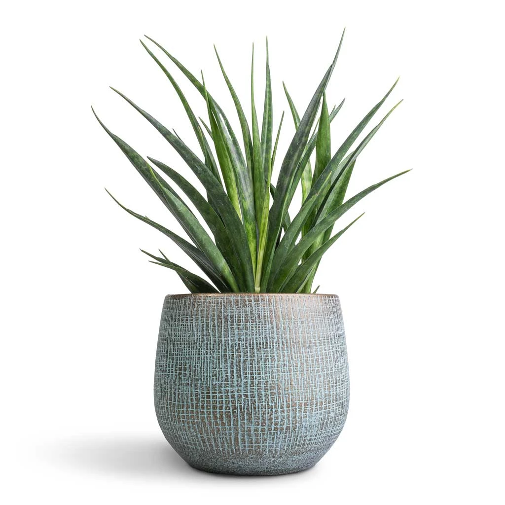 Ryan Plant Pot - Blue Gold 4 Ryan Plant Pot - Blue Gold - Image 4