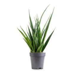 Sansevieria Kirkii - Star Sansevieria 22 Sansevieria Kirkii - Star Sansevieria -Indoor Plant Store Sansevieria kirkii Star Sansevieria 12x40cm 9e5912c2 2f76 4635 bd61 0503655eb881