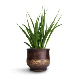 Aico Plant Pot - Shiny Brown -Indoor Plant Store Sansevieria kirkii Star Sansevieria 15x50cm Aico Plant Pot Shiny Brown 18x16cm b1b3734d 7905 4f0f b41e b6d4442fdd0f