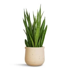 Aurora Terrazzo Handle Plant Pot - Oat 8 Aurora Terrazzo Handle Plant Pot - Oat -Indoor Plant Store Sansevieria kirkii Star Sansevieria 15x50cm Aurora Terrazzo Handle Plant Pot Oat 19x17cm