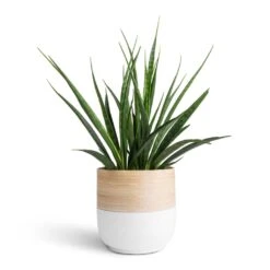 Bamboo Plant Pot - White 10 Bamboo Plant Pot - White -Indoor Plant Store Sansevieria kirkii Star Sansevieria 15x50cm Bamboo Plant Pot White 19x19cm 7c36d11f 9927 4d8e b43d 8da767f9146b