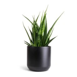 Sansevieria Kirkii - Star Sansevieria 27 Sansevieria Kirkii - Star Sansevieria -Indoor Plant Store Sansevieria kirkii Star Sansevieria 15x50cm Lisbon Plant Pot Anthracite 19x19cm