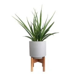 Sansevieria Kirkii - Star Sansevieria 34 Sansevieria Kirkii - Star Sansevieria -Indoor Plant Store Sansevieria kirkii Star Sansevieria 15x50cm Vigo Plant Pot with Wooden Stand Concrete Grey 19x29cm