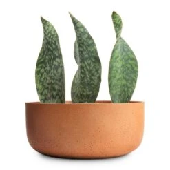 Eav Refined Plant Bowl - Canyon Orange 14 Eav Refined Plant Bowl - Canyon Orange -Indoor Plant Store Sansevieria masoniana Victoria Shark Fin Snake Plant 10x30cm Eav Refined Plant Bowl Canyon Orange 27x11.5cm