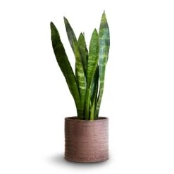 Hera Plant Pot - Purple -Indoor Plant Store Sansevieria trifasciata Black Coral Snake Plant 14x50cm Hera Plant Pot Purple 17x16cm