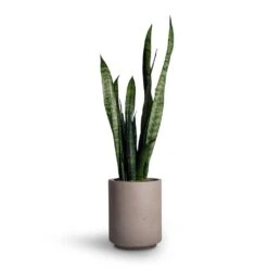 Suzi Plant Pot - Grey Washed -Indoor Plant Store Sansevieria trifasciata Black Coral Snake Plant 15x45cm Suzi Plant Pot Grey Washed 18x21 99133ebc 1cff 43dd b5fe f66d874c9210