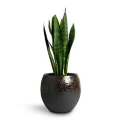 Kae Plant Pot - Mocha 19 Kae Plant Pot - Mocha -Indoor Plant Store Sansevieria trifasciata Black Coral Snake Plant 17x60cm Kae Plant Pot Mocha 29x26cm d8f7a923 d1fe 4ec4 8184 b8a5ae452d81