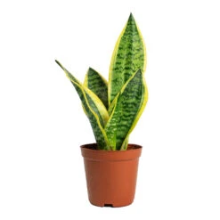 Sansevieria Trifasciata Futura Superba -Indoor Plant Store Sansevieria trifasciata Futura Superba 12cm