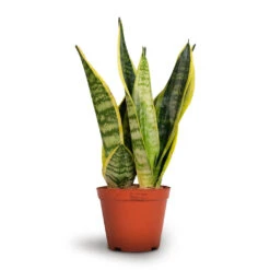 Sansevieria Trifasciata Futura Superba -Indoor Plant Store Sansevieria trifasciata Futura Superba 12x35cm
