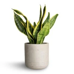 Sansevieria Trifasciata Futura Superba -Indoor Plant Store Sansevieria trifasciata Futura Superba 12x35cm Charlie Plant Pot Grey Washed 15x15cm