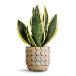 Sansevieria Trifasciata Futura Superba -Indoor Plant Store Sansevieria trifasciata Futura Superba 12x35cm Jim Plant Pot Shell 14x12cm 7153f1db d509 42f2 bceb 1fc664ead64d