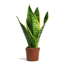 Sansevieria Trifasciata Futura Superba -Indoor Plant Store Sansevieria trifasciata Futura Superba 9cm
