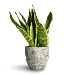 Sansevieria Trifasciata Futura Superba -Indoor Plant Store Sansevieria trifasciata Futura Superba 9x30cm Anne Plant Pot White Earth 12x11cm