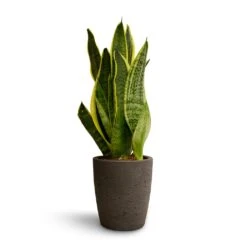 Sansevieria Trifasciata Futura Superba -Indoor Plant Store Sansevieria trifasciata Futura Superba 9x30cm Gerben Plant Pot Black Washed 12x13cm 0d93085d b220 40c0 91c9 38c53378f64a