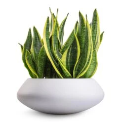 Sansevieria Trifasciata Futura Superba -Indoor Plant Store Sansevieria trifasciata Futura Superba 9x30cm Tara Essentials Bowl Planter Matt White 31x12cm
