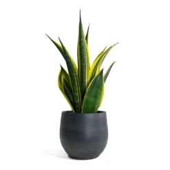 Esra Plant Pot - Graphite -Indoor Plant Store Sansevieria trifasciata Golden Flame Snake Plant Esra Plant Pot Graphite c482237b 350b 42f5 b8e4 edb0e9426388
