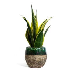 Lindy Plant Pot - Black Green -Indoor Plant Store Sansevieria trifasciata Golden Flame Snake Plant Lindy Plant Pot Black Green 421ceda7 b7cb 48d2 8d58 20f9e28f4a5d