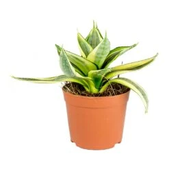 Sansevieria Trifasciata Golden Hahnii - Birds Nest Snake Plant -Indoor Plant Store Sansevieria trifasciata Golden Hahnii Birds Nest Snake Plant