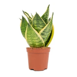 Sansevieria Trifasciata Golden Hahnii - Birds Nest Snake Plant -Indoor Plant Store Sansevieria trifasciata Golden Hahnii Birds Nest Snake Plant 9x15cm 2