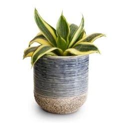 Sansevieria Trifasciata Golden Hahnii - Birds Nest Snake Plant -Indoor Plant Store Sansevieria trifasciata Golden Hahnii Birds Nest Snake Plant 9x15cm Issa Plant Pot Light Blue 10x11cm 2