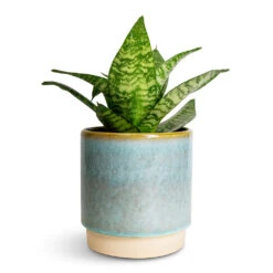 Copenhagen Plant Pot - Aqua -Indoor Plant Store Sansevieria trifasciata Hahnii Birds Nest Snake Plant 12x25cm Copenhagen Plant Pot Aqua 13.5x14cm