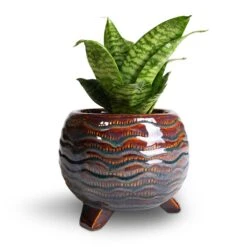 Dewi Plant Pot - Marrakesh -Indoor Plant Store Sansevieria trifasciata Hahnii Birds Nest Snake Plant 12x25cm Dewi Plant Pot Marrakesh 21x16cm 2 8749c06e 22ab 4c64 9b78 c819a371f25b