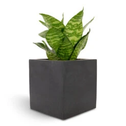 Fleur Natural Planter - Black -Indoor Plant Store Sansevieria trifasciata Hahnii Birds Nest Snake Plant 12x25cm Fleur Natural Planter Black 15x15x15cm f82d6bfd 94b9 4c77 b136 c1b762ad1b8c