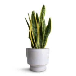 Aries Handles Plant Pot - White -Indoor Plant Store Sansevieria trifasciata Laurentii Variegated Snake Plant 14x50cm Aries Handles Plant Pot White 19x20cm 3ae6ce30 5dbf 4611 b776 e11115f54376