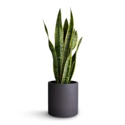 Puk Plant Pot - Black Washed -Indoor Plant Store Sansevieria trifasciata Laurentii Variegated Snake Plant 17x65cm Puk Plant Pot Black Washed 20x20cm