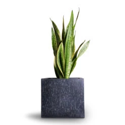 Raindrop Cube Planter - Anthracite 18 Raindrop Cube Planter - Anthracite -Indoor Plant Store Sansevieria trifasciata Laurentii Variegated Snake Plant 21x70cm Raindrop Cube Planter Anthracite 30x30x27cm