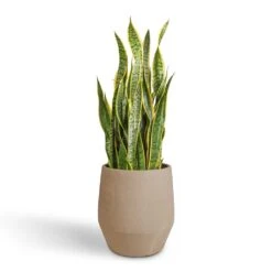 Humus Plant Pot - Concrete 8 Humus Plant Pot - Concrete -Indoor Plant Store Sansevieria trifasciata Laurentii Variegated Snake Plant 30x90cm Humus Plant Pot Concrete 37x42.5cm 392151dc 9f71 4df0 aa38 9442d0eaaeb9