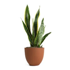 Coral Refined Planter - Canyon Orange -Indoor Plant Store Sansevieria trifasciata Laurentii Variegated Snake Plant Coral Refined Planter Canyon Orange