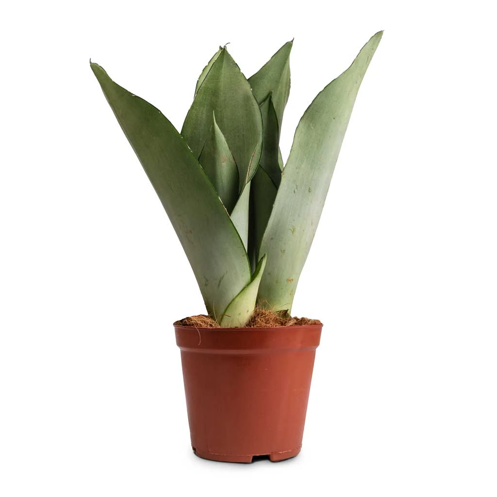 Sansevieria Trifasciata Moonshine - Snake Plant 20 Sansevieria Trifasciata Moonshine - Snake Plant - Image 20
