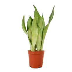 Sansevieria Trifasciata Moonshine - Snake Plant 24 Sansevieria Trifasciata Moonshine - Snake Plant -Indoor Plant Store Sansevieria trifasciata Moonshine Snake Plant 12x40cm