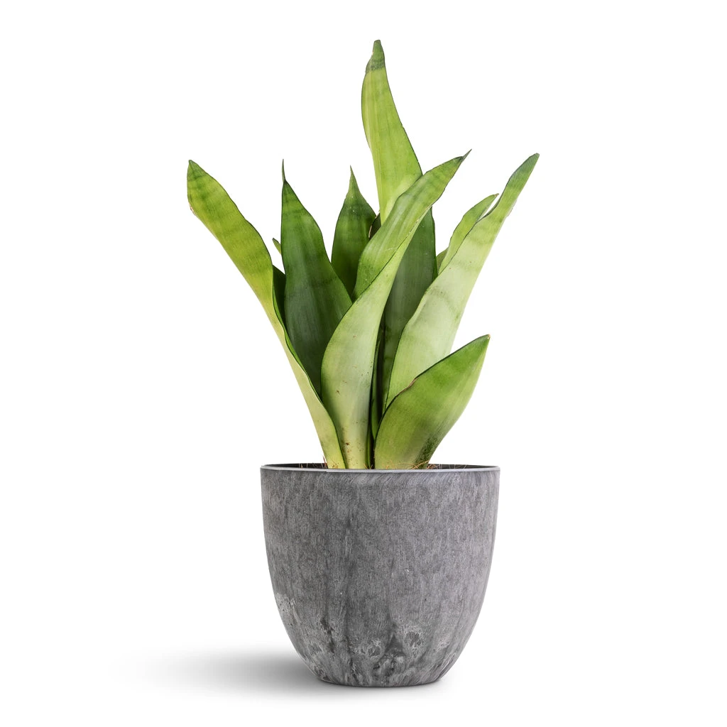 Sansevieria Trifasciata Moonshine - Snake Plant 6 Sansevieria Trifasciata Moonshine - Snake Plant - Image 6