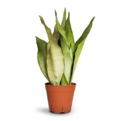 Sansevieria Trifasciata Moonshine - Snake Plant 30 Sansevieria Trifasciata Moonshine - Snake Plant -Indoor Plant Store Sansevieria trifasciata Moonshine Snake Plant 14x45cm