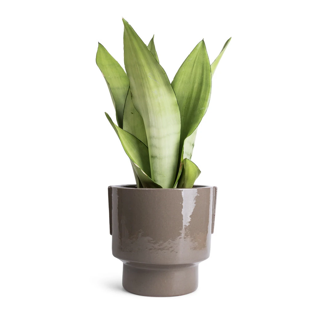 Aries Handles Plant Pot - Charcoal 4 Aries Handles Plant Pot - Charcoal - Image 4