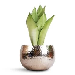 Sansevieria Trifasciata Moonshine - Snake Plant 31 Sansevieria Trifasciata Moonshine - Snake Plant -Indoor Plant Store Sansevieria trifasciata Moonshine Snake Plant 14x45cm Hammered Bowl Nickel with Black 19x14cm 34ff7d59 58ec 4695 ac06 530d91d146d2
