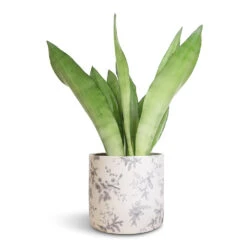 Lazzaro Plant Pot - Vintage Bird 9 Lazzaro Plant Pot - Vintage Bird -Indoor Plant Store Sansevieria trifasciata Moonshine Snake Plant 14x45cm Lazzaro Plant Pot Vintage Bird 18x16cm