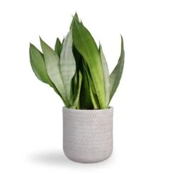 Angle Cylinder Plant Pot - White -Indoor Plant Store Sansevieria trifasciata Moonshine Snake Plant 21x70cm Angle Cylinder Plant Pot White 24x24cm