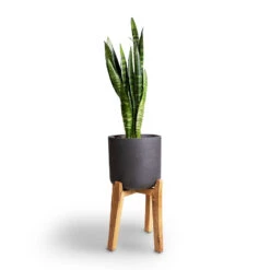 Charlie Plant Pot - Tall Stand - Black Washed 14 Charlie Plant Pot - Tall Stand - Black Washed -Indoor Plant Store Sansevieria trifasciata Moonshine Snake Plant 21x70cm Charlie Plant Pot Tall Stand Black Washed 32x51cm